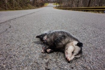 possum-tumblr_mymi4n5A5I1to3hzso1_1280