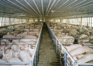 Factory Farms Produce 100 Times More Waste Than All People In the US Combined and It's Killing Our Drinking Water