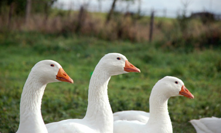 California enacts nation's first foie gras ban [updated]