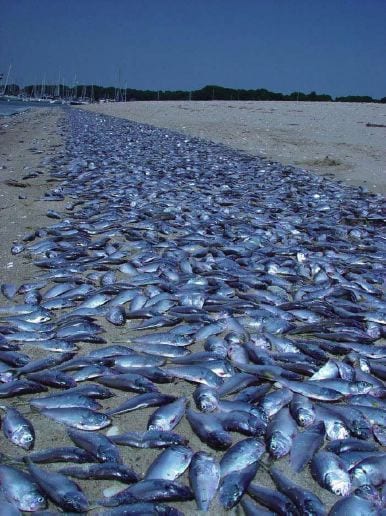 dead-fish-marine-dead-zones.jpg.644x0_q100_crop-smart
