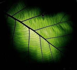 hydrogen-Flickr-Leaf-linh.ngan_-300x273