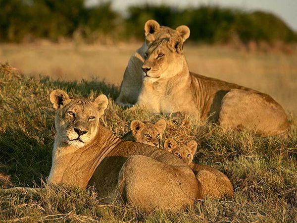lion-cubs-resting_609_600x450