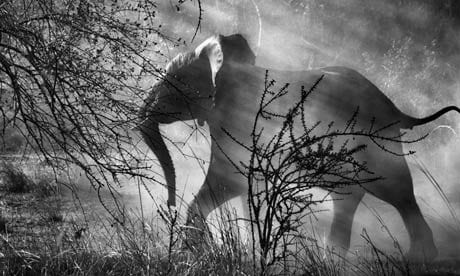 Forest elephants were exterminated from Europe 40,000 years ago when modern humans arrived. Photograph: Sebastião Salgado/Amazonas Images