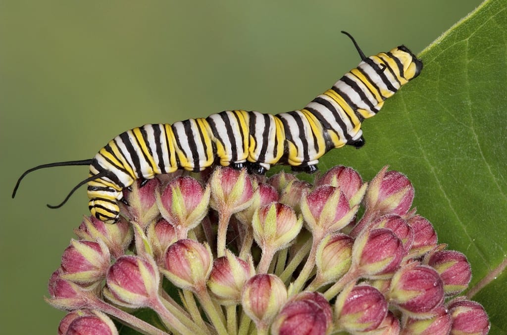 Monarch caterpillar. May she live!