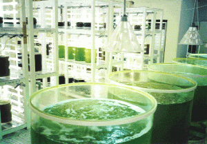 algae-small tanks