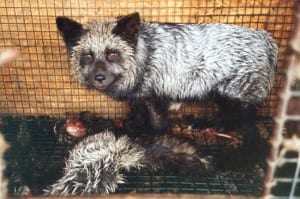 furWearFurCage2.jpg-550x0