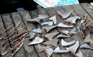 shark-fins