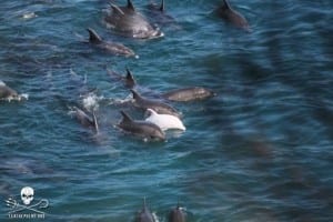 cp-taiji-dolphin-slaughter-live
