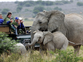 elephant-tourism