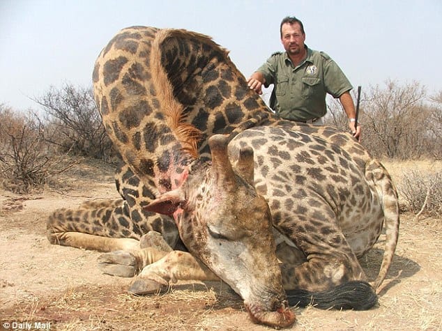 Giraffe murdered, with proud at large murderer at the site.  This image sums up the abject degeneracy of our civilization and utter uselessness and corruption of our so-called governments.