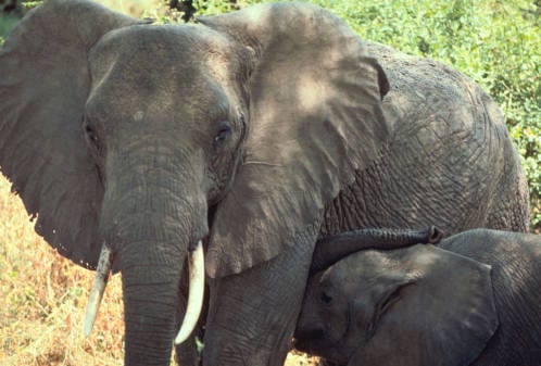 china-ivoryBan-African_elephant