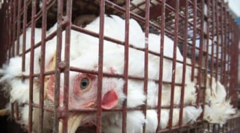 Chickens do not grow on trees. 