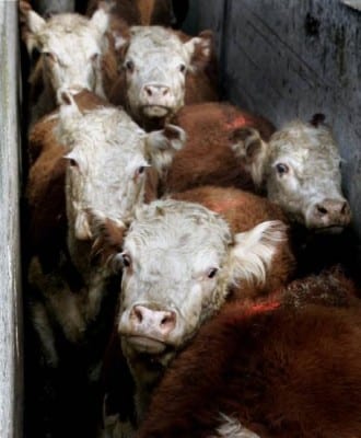 cows-abattoir