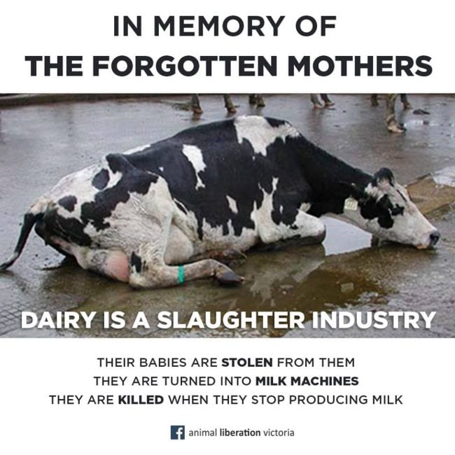 cows-dairy-inMemoryofMothers