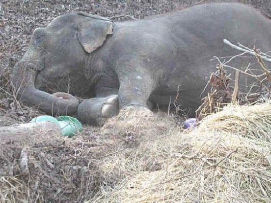 Delhi, an elephant rescued from a circus, is finally able to lie down, with a toy. 
