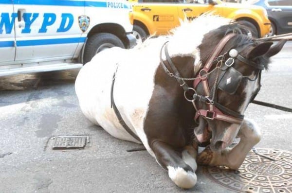 horsesNYC-downedHorse