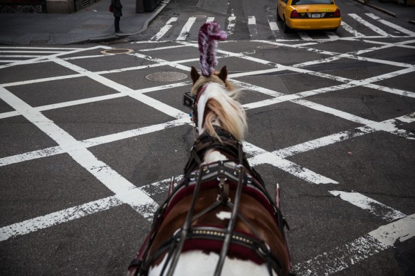 NYC-Teddy-horse
