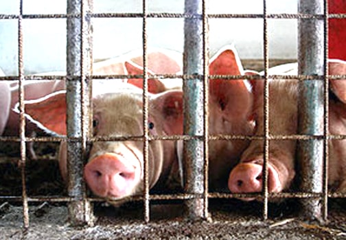 Today, nearly 65 billion animals worldwide, including cows, chickens and pigs, are crammed into CAFOs