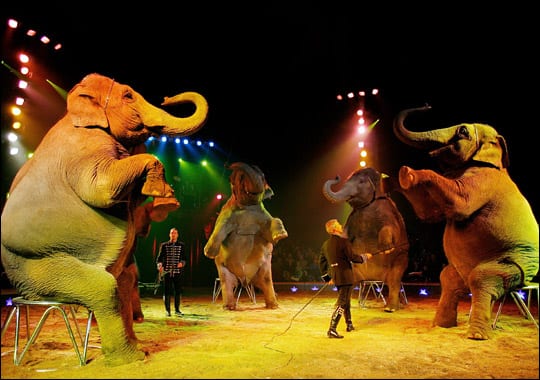circus-exotic-animals-circus-banned-1
