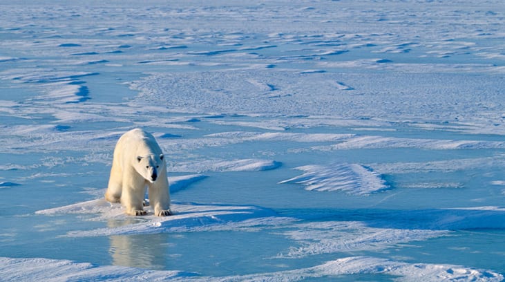 climate-change_polar-bear-on-ice