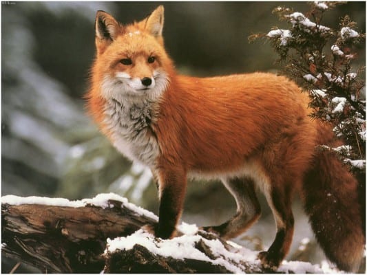fox098snow