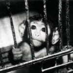 animal-testing-cage