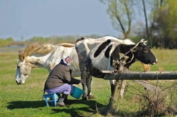BELARUS-AGRICULTURE-DAIRY
