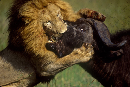 African Lion, Panthera leo