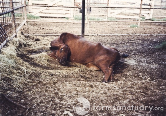 A downed cow with a broken neck  A downed cow with a broken neck is left to suffer at a Texas stockyard. Her neck was broken when she was forcibly separated from her calf in the marketing process.