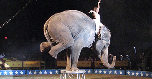 circus elephant-onegreenplanet