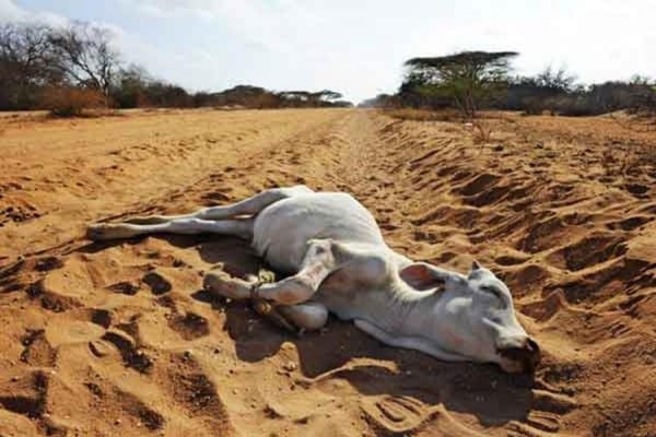 Kenyan calf starved to death as a result of the drought.