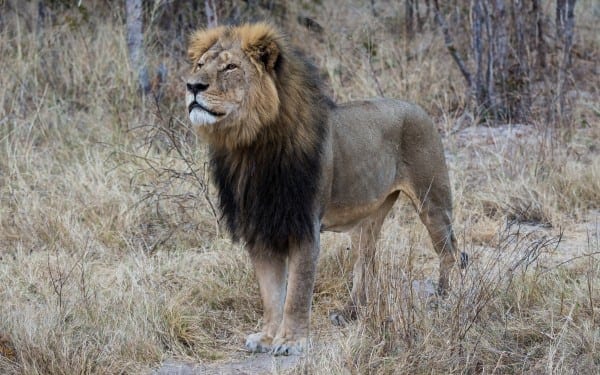 Cecil living his life. He was to meet an ignominious end at the hands of a moral idiot. 