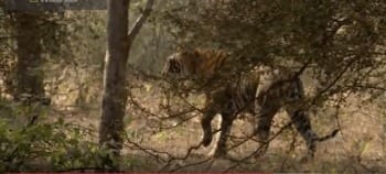Tigers Revenge (VIDEO)