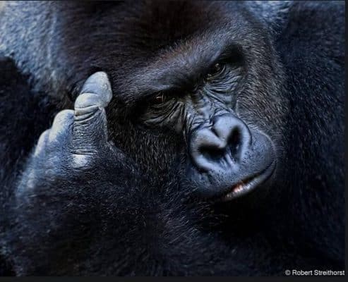 Harambe, a photo by S. Streithorst (CBS). A precious creature destroyed by human self-centeredness and ineptitude. 