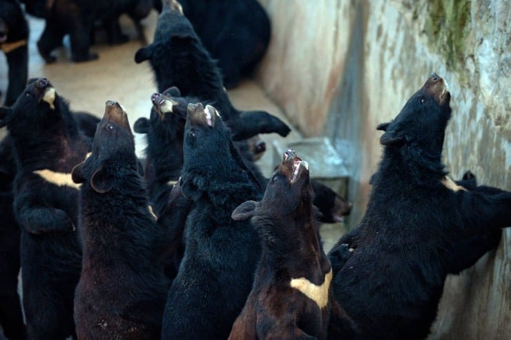 bear-bile-farm-3