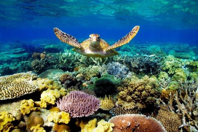living reef