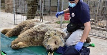 Starving Bear and Lion Finally Rescued From Defunct Mosul Zoo