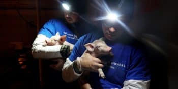 Industrialized Factory Farms Threaten Humans and Animals Alike—As DC Protects Them