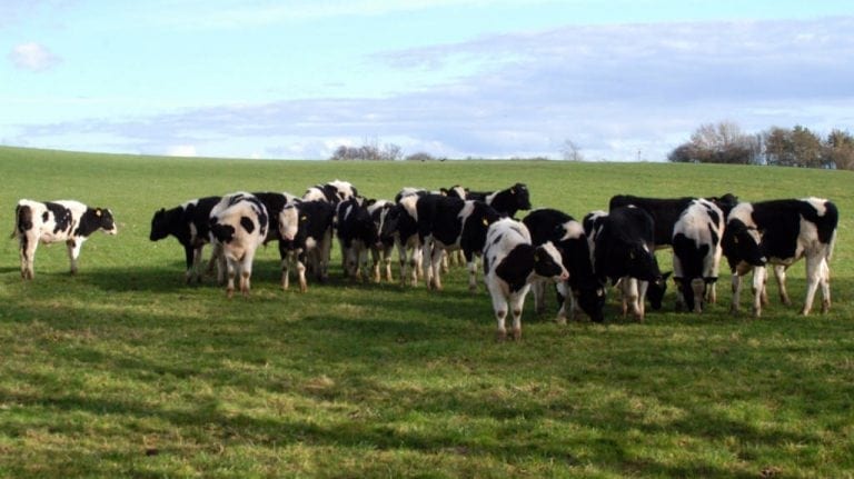cattle_herd_movie_extras-1024x575