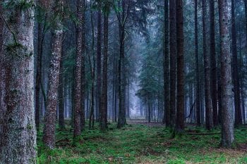 Why Forests are the Best ‘Technology’ to Fight Climate Change