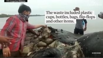 WE'RE KILLING THE OCEANS: Dead whale with 1,000 plastic pieces in stomach found in Indonesia