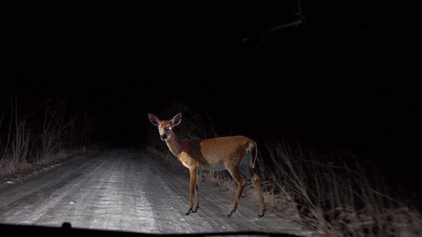 Deer Caught In The Headlights The Greanville Post.