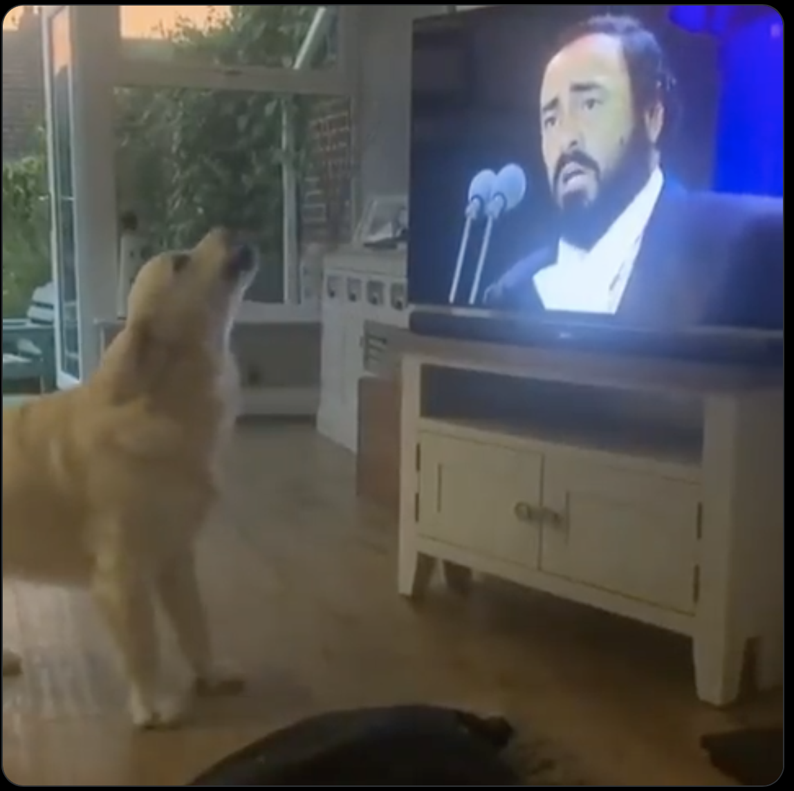 Discriminating Canine Appreciates Pavarotti