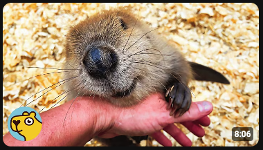 BEAVER orphan