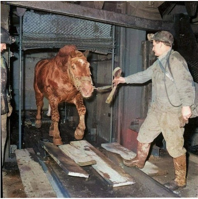 Mining horse brought to the surface